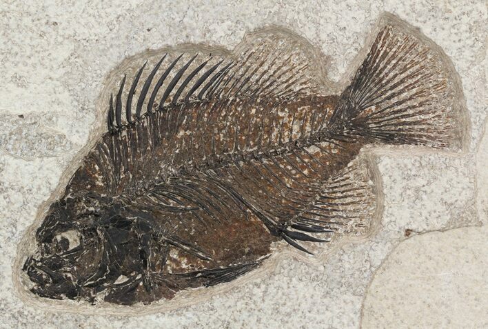 Cockerellites (Priscacara) Fossil Fish - Hanger Installed #51057